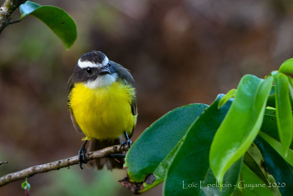 Rusty-margined Flycatcher