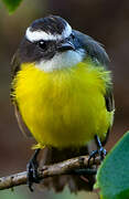 Rusty-margined Flycatcher