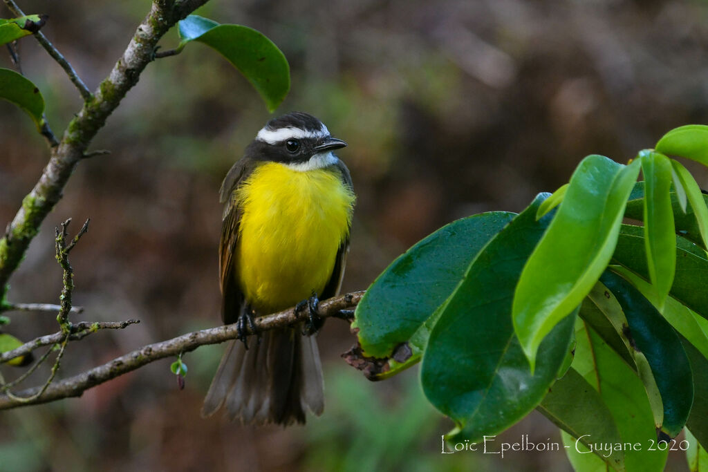 Rusty-margined Flycatcher