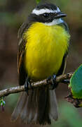 Rusty-margined Flycatcher