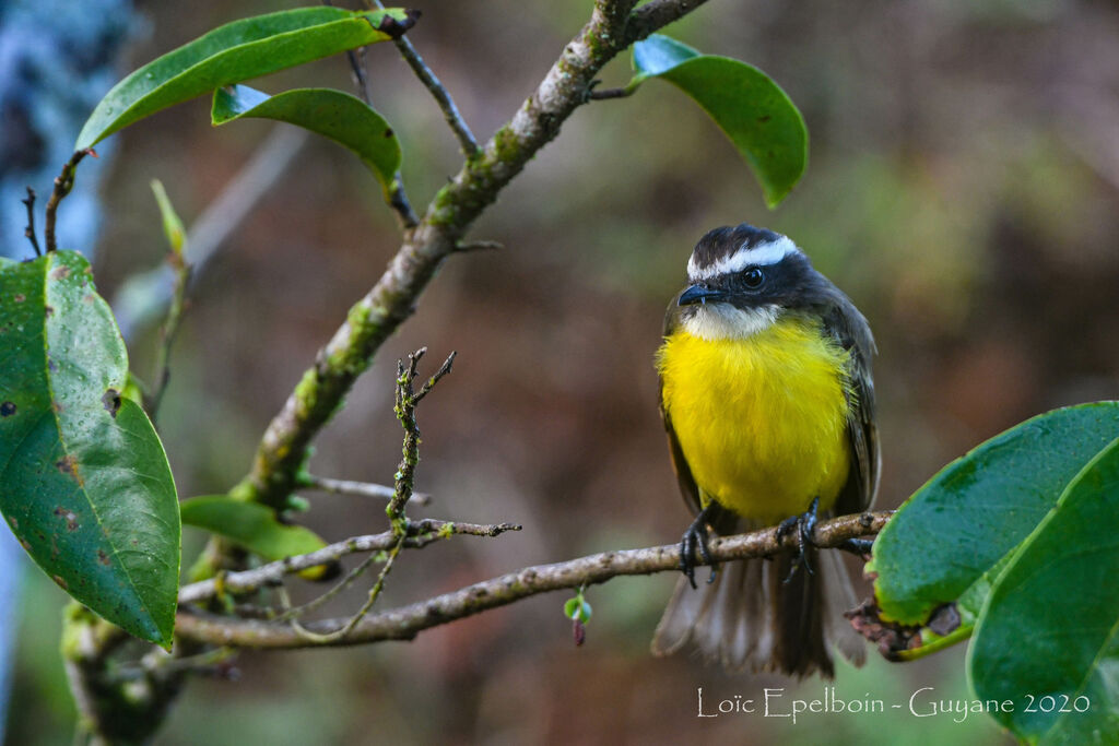 Rusty-margined Flycatcher