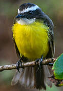 Rusty-margined Flycatcher