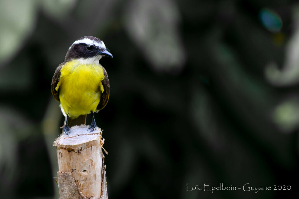 Rusty-margined Flycatcher