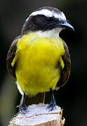 Rusty-margined Flycatcher