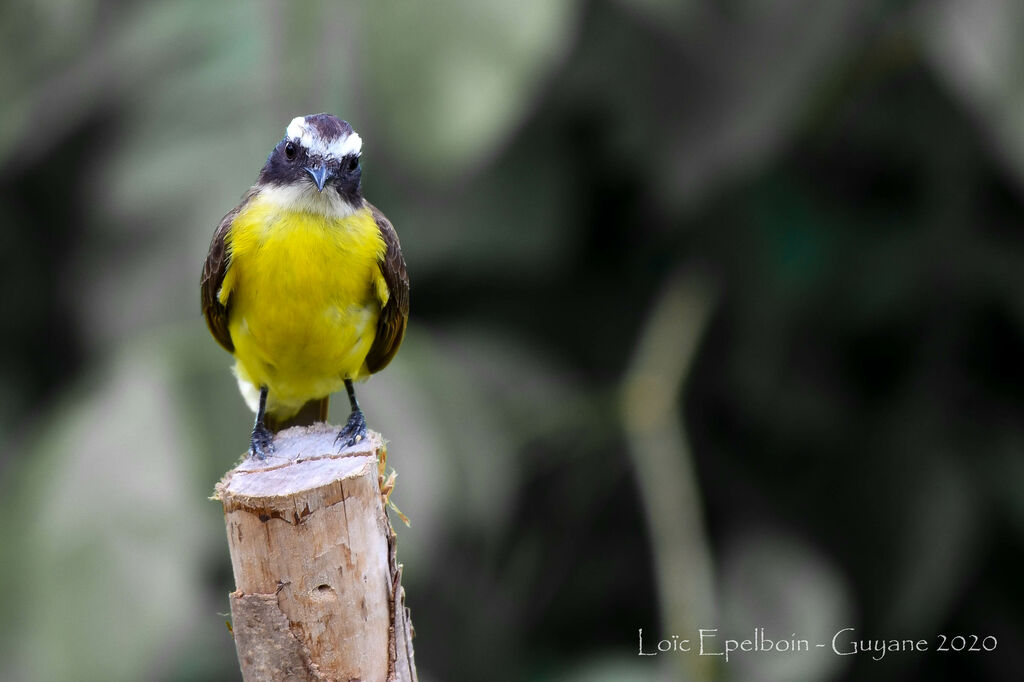 Rusty-margined Flycatcher