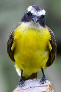 Rusty-margined Flycatcher