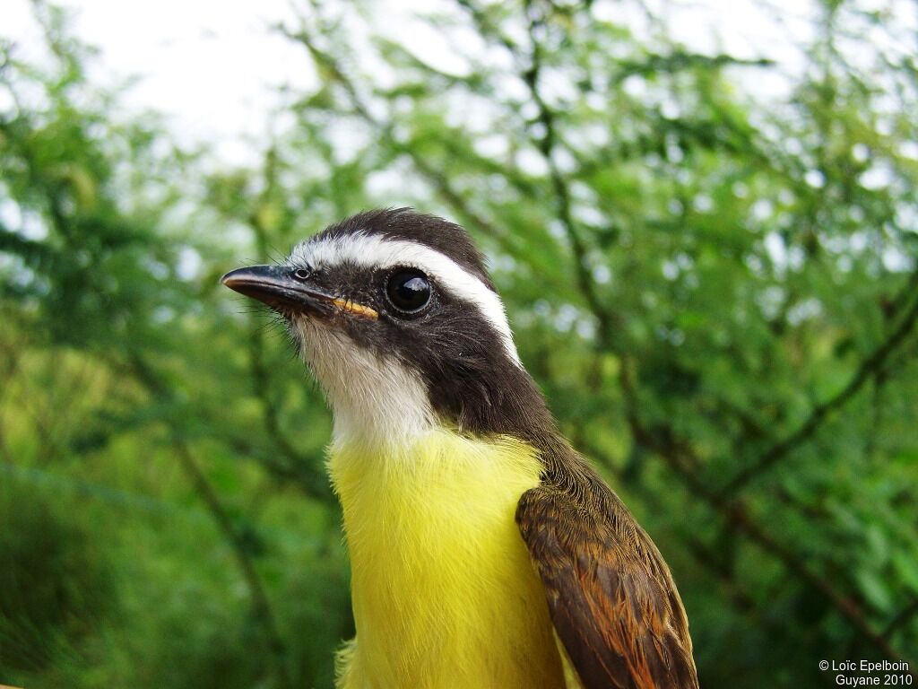 Rusty-margined Flycatcher