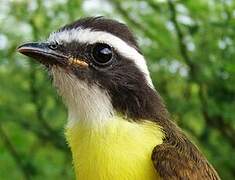 Rusty-margined Flycatcher