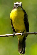 Rusty-margined Flycatcher