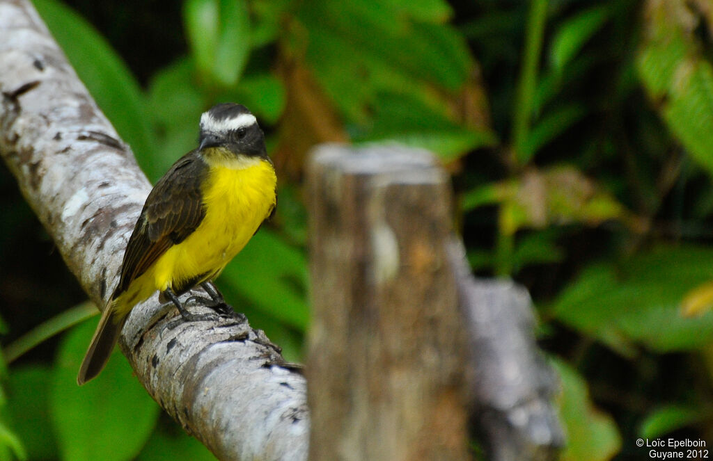 Rusty-margined Flycatcher