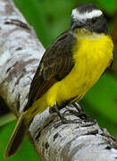 Rusty-margined Flycatcher