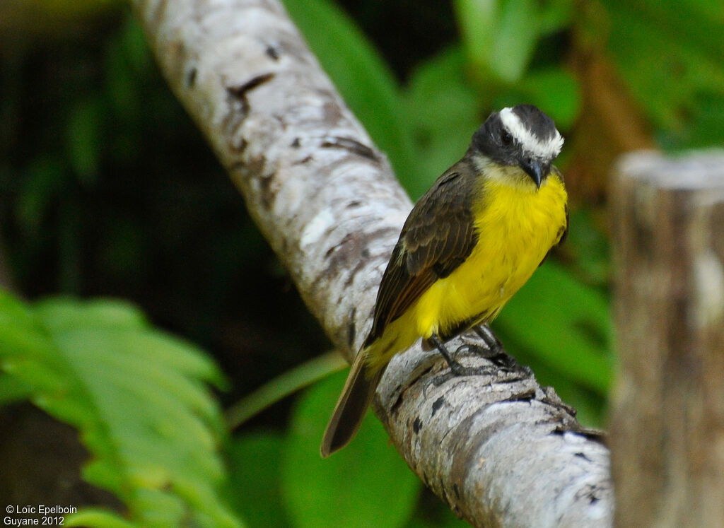 Rusty-margined Flycatcher