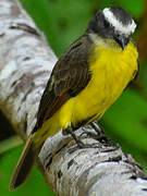 Rusty-margined Flycatcher