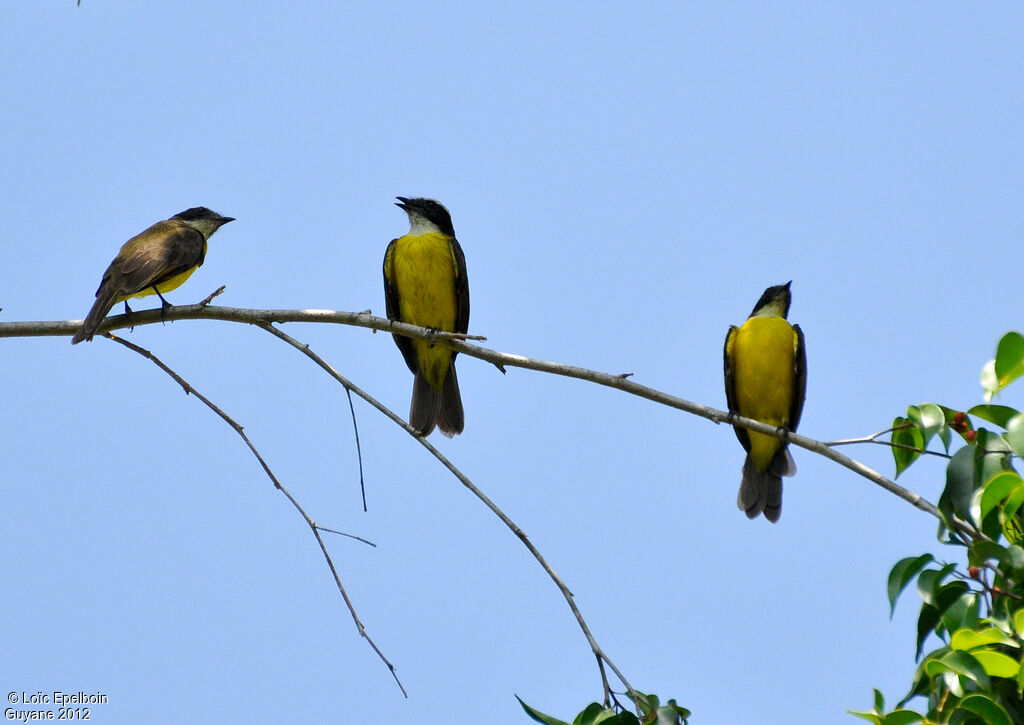 Rusty-margined Flycatcher