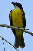 Rusty-margined Flycatcher