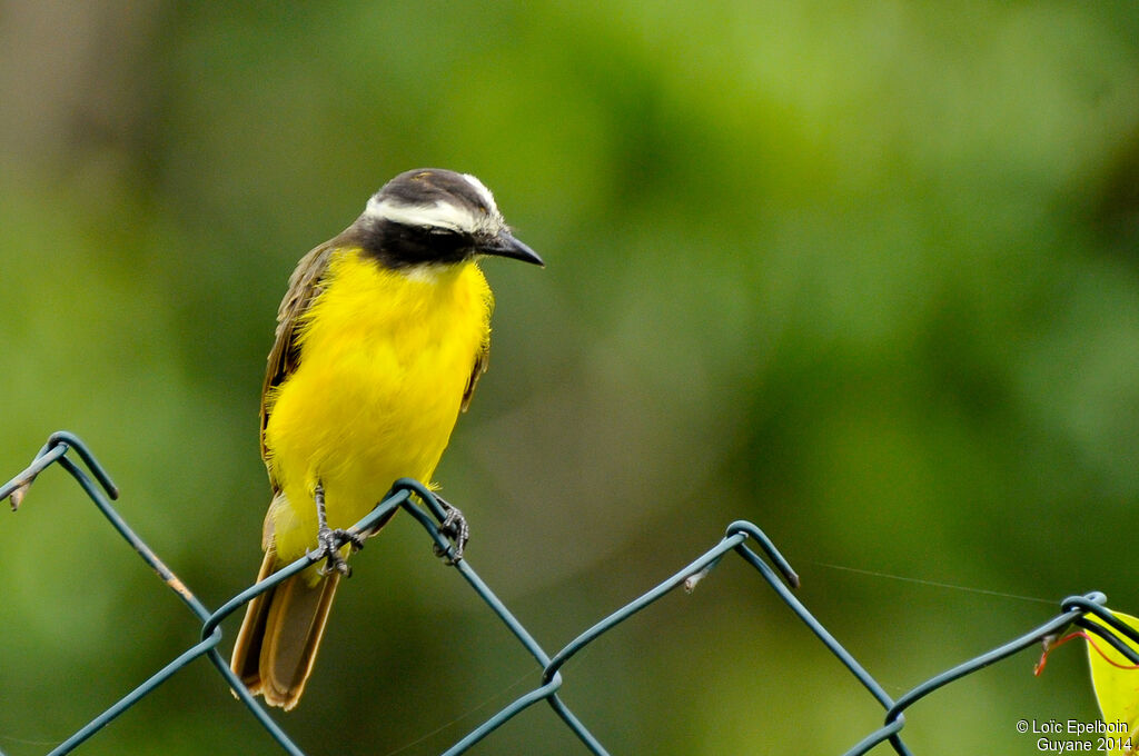 Rusty-margined Flycatcher