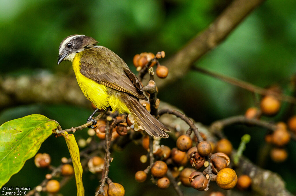 Rusty-margined Flycatcher