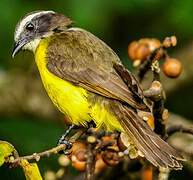 Rusty-margined Flycatcher