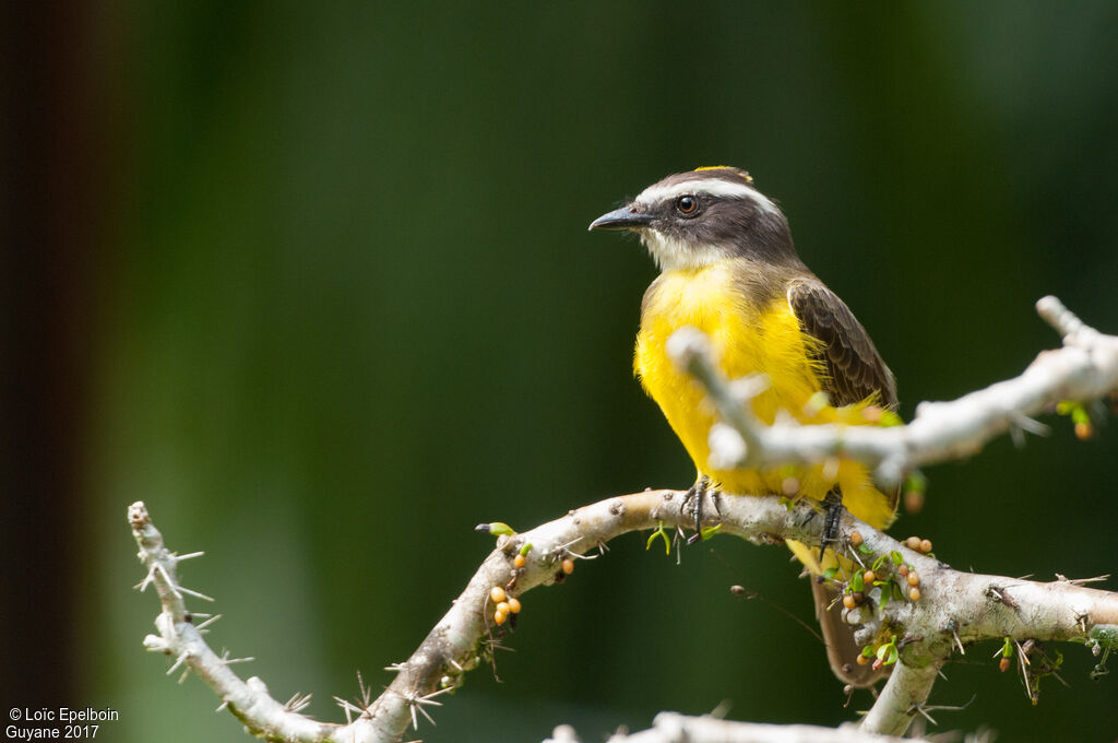 Rusty-margined Flycatcher