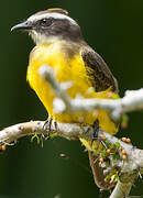 Rusty-margined Flycatcher