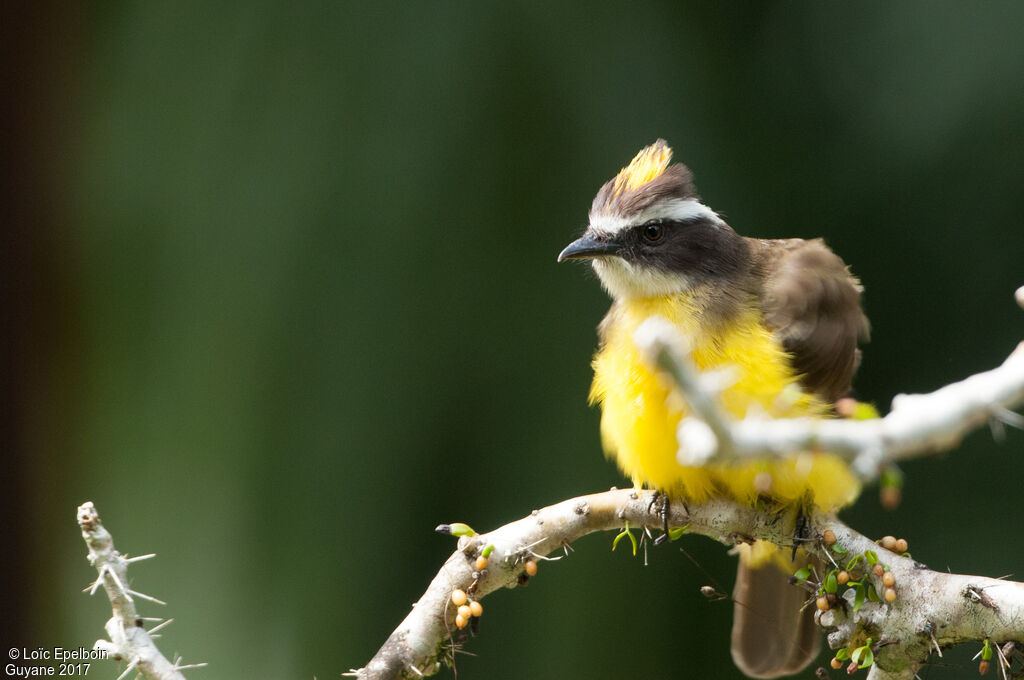 Rusty-margined Flycatcher