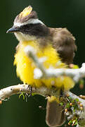 Rusty-margined Flycatcher