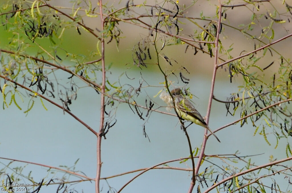 Brown-crested Flycatcher