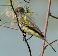 Brown-crested Flycatcher