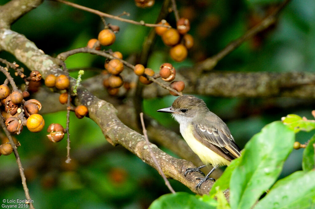 Brown-crested Flycatcher