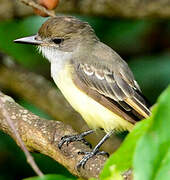 Brown-crested Flycatcher