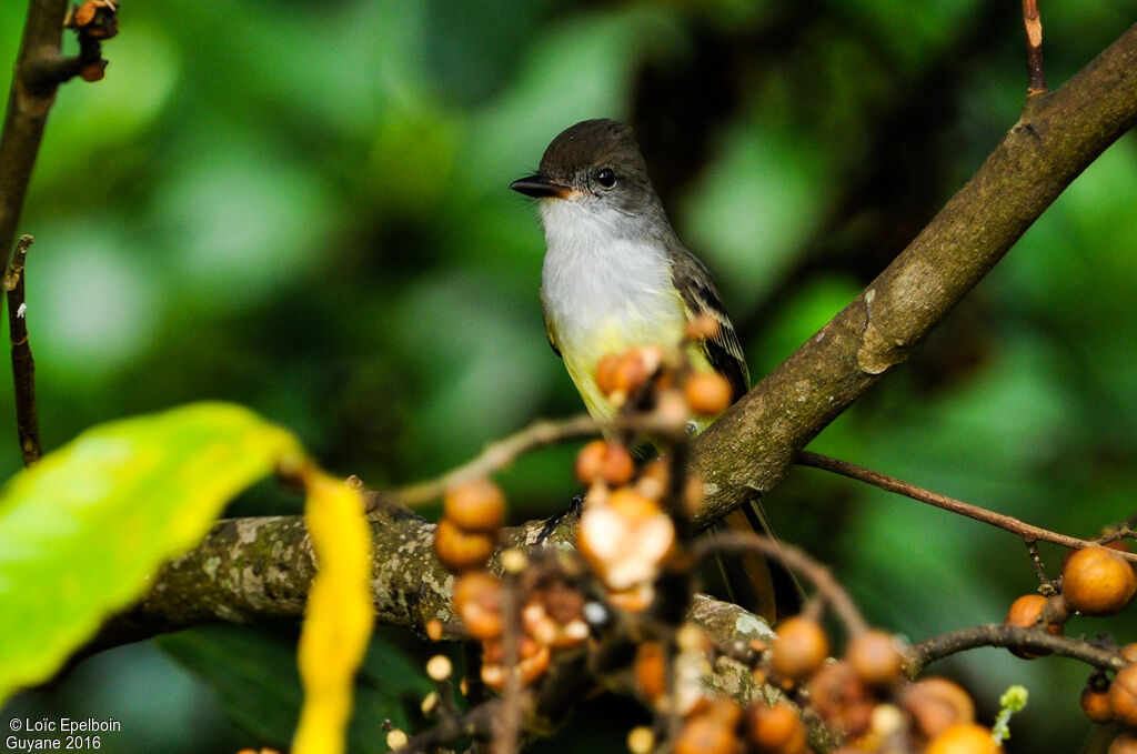 Brown-crested Flycatcher