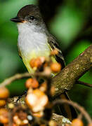 Brown-crested Flycatcher