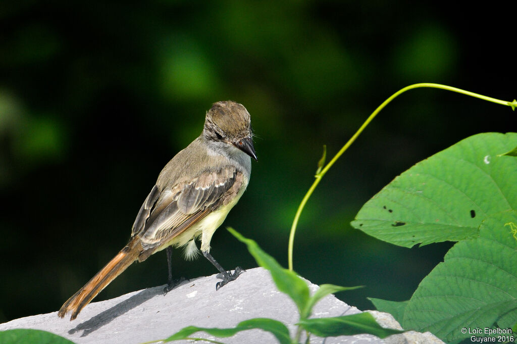 Brown-crested Flycatcher