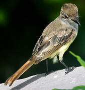 Brown-crested Flycatcher