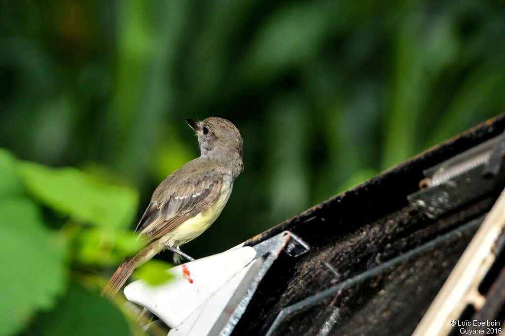 Brown-crested Flycatcher