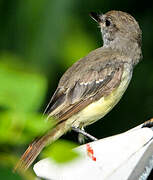 Brown-crested Flycatcher