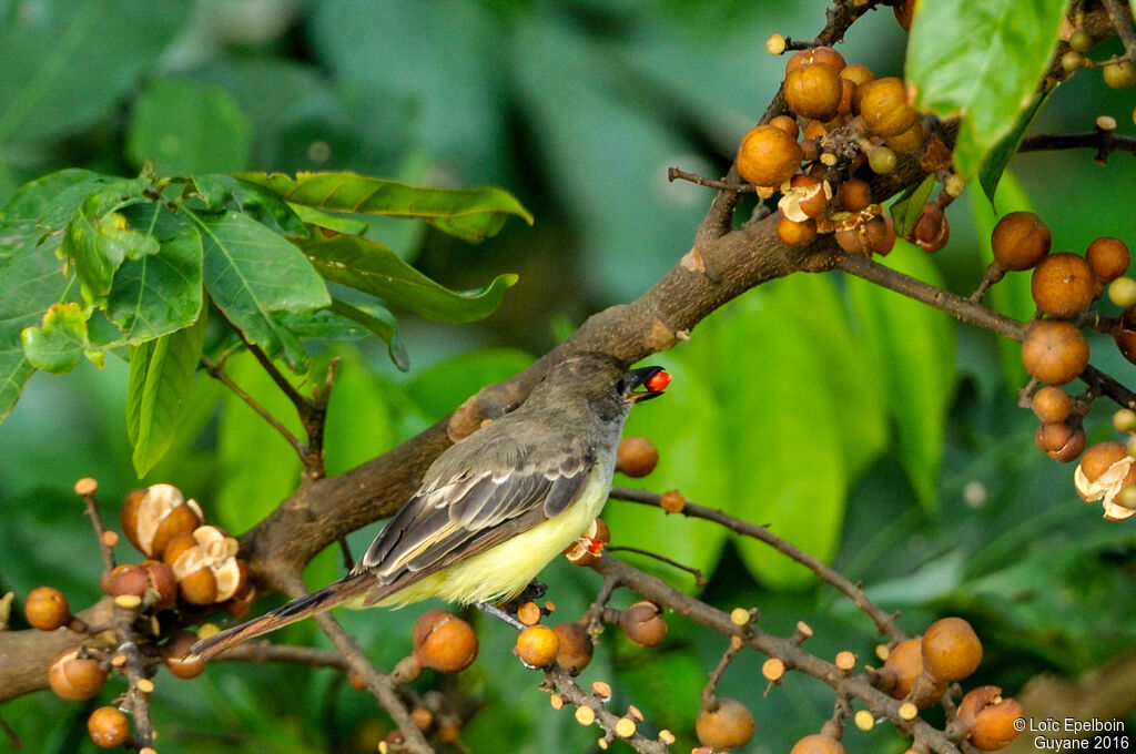 Brown-crested Flycatcher