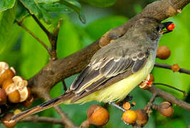 Brown-crested Flycatcher