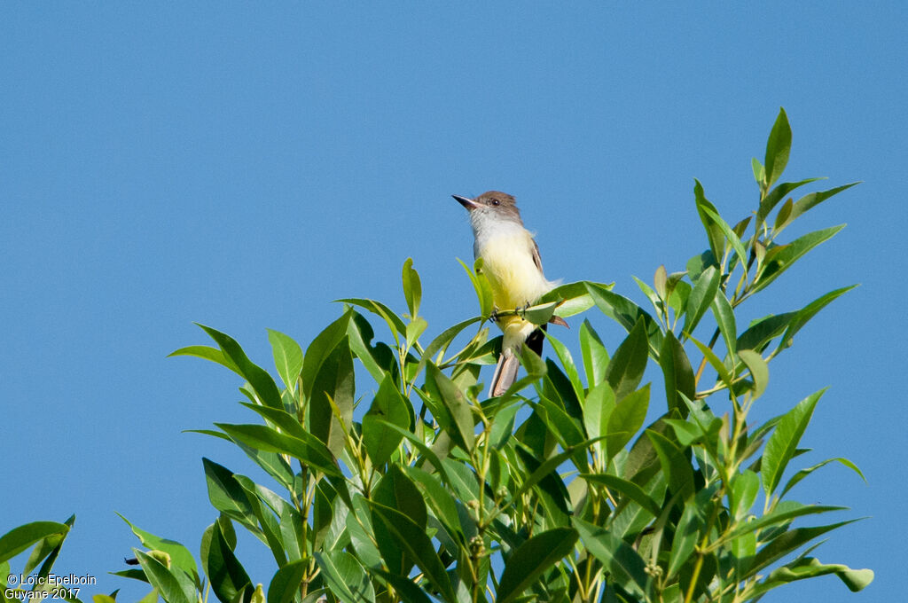 Brown-crested Flycatcher