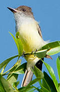 Brown-crested Flycatcher