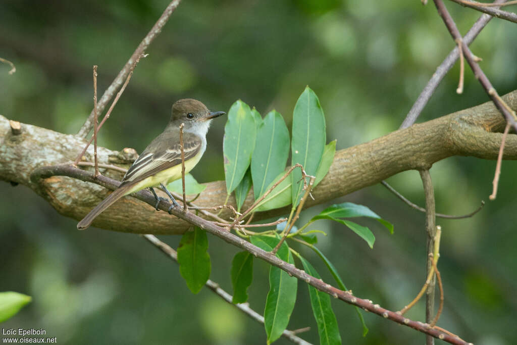 Brown-crested Flycatcher