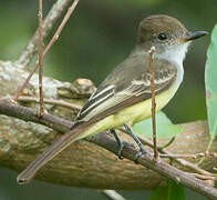 Brown-crested Flycatcher