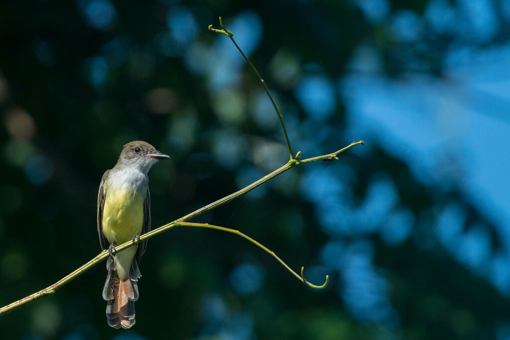 Brown-crested Flycatcher