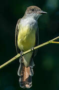 Brown-crested Flycatcher