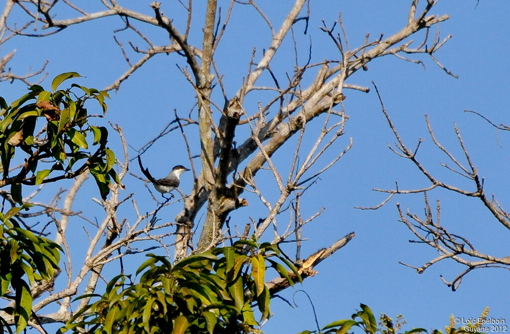 Fork-tailed Flycatcher