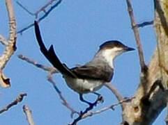 Fork-tailed Flycatcher