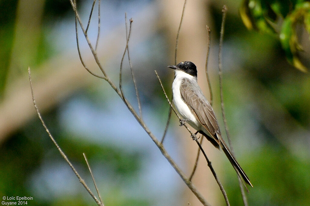 Fork-tailed Flycatcher