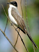 Fork-tailed Flycatcher