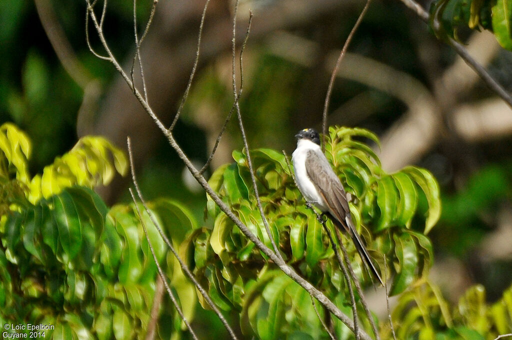 Fork-tailed Flycatcher