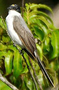 Fork-tailed Flycatcher